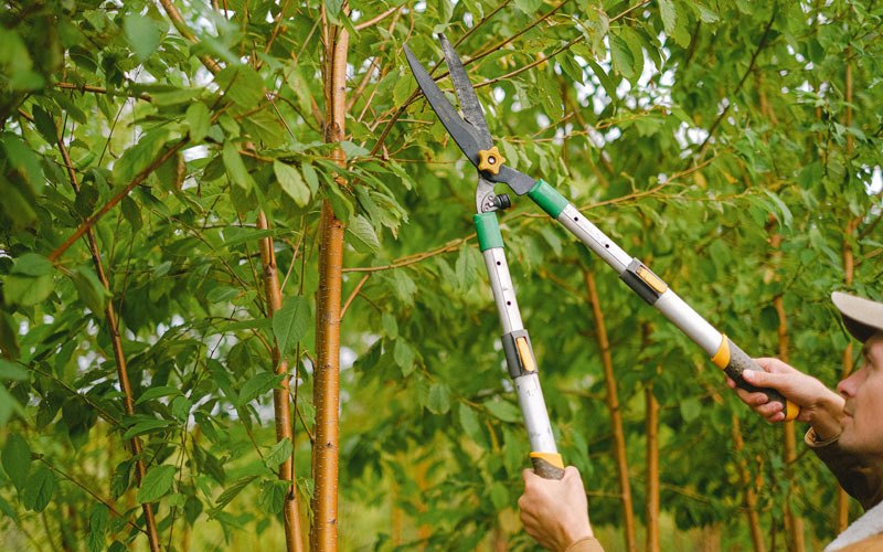 Tree trimming in Paisley, OR